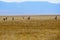 Antelope on the golden plains of New Mexico