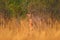 Antelope in the grass savannah, Okavango South Africa. Impala in golden grass. Beautiful impala in the grass with evening sun.