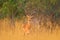 Antelope in the grass savannah, Okavango South Africa. Impala in golden grass. Beautiful impala in the grass with evening sun.