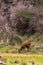 The antelope grazes. Aberdare Mountain, Kenya