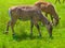 Antelope grazing in field