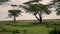 Antelope Grazing On A Green Meadow Or The African Savannah To The Acacia Trees