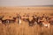 antelope grazing on the savannah