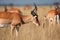 antelope grazing on the savannah