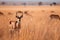 antelope grazing on the savannah