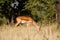 antelope grazing, tall grass and trees behind