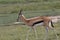 Antelope in The Great Serengeti Migration