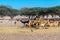 Antelope group in a safari park on the island of Sir Baki Yas, United Arab Emirates