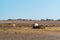 Antelope group in a safari park on the island of Sir Bani Yas, United Arab Emirates