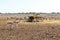 Antelope group in a safari park on the island of Sir Bani Yas, United Arab Emirates