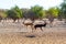 Antelope group in a safari park on the island of Sir Bani Yas, United Arab Emirates