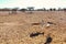 Antelope group in a safari park on the island of Sir Bani Yas, United Arab Emirates