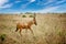 Antelope Hartebeest in Murchison Falls National Park, Uganda