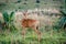 Antelope Hartebeest in Murchison Falls National Park, Uganda