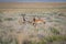 Antelope herd in the Oregon Desert