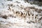 Antelope Herd on Snow Covered Hill