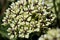 Antelope horn milkweed