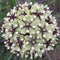 Antelope horn milkweed