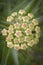 Antelope horn milkweed