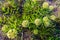 Antelope Horns (Asclepias asperula) Milkweed Wildflower