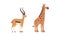 Antelope with Horns and Giraffe with Long Neck as Wild African Animal Living in Savannah