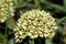 Antelope-horns, Spider Milkweed, Green-flowered Milkweed, Spider Antelope-horns Asclepias asperula