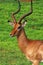Antelope impala portraite