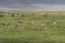 Antelope Impala in Tanzania