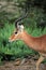 Antelope Impala, Tsavo East National Park