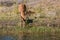 Antelope - Impala on watering