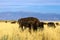 On Antelope Island State Park, American Bison graze near the shore of the Great Salt Lake in Utah