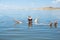 Antelope Island State Park (UT) : Woman bathing in the waters of