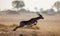 Antelope jumping. Very dynamic shot. Botswana. Okavango Delta.