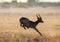 Antelope jumping. Very dynamic shot. Botswana. Okavango Delta.