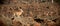 Antelope, Klipspringer sentinel keeping watch on a larva flow, Tsavo, Kenya.