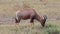 Antelope kongoni eating grass.