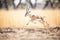 antelope leaping over safari track