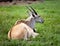 Antelope lies on a grass