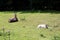 An antelope and a little one in a zoo in germany