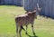 Antelope Looking Around While Grazing