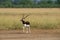 Antelope Male Blackbuck in a beautiful open grass field green background with a scenic landscape and skyline at tal chhapar