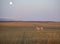 Antelope moonrise