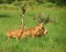 Antelope Murchison Falls National Park Uganda