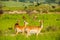 Antelope, Murchison National Park, Uganda