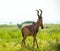 Antelope, Murchison National Park, Uganda