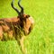 Antelope, Murchison National Park, Uganda