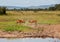 Antelope in Namibia