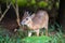 Antelope neotragus pygmaeus in the natural wildlife