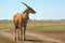 The antelope nilgai in wild steppe