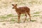 Antelope - one standing female Lowland Nyala